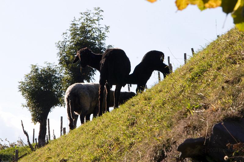 Mayrhofen 2008 (1 von 1)-41.jpg
